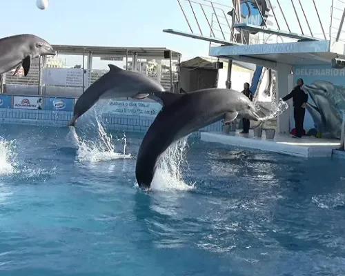 Excursions to Nessebar, Varna – Dolphinarium, Istanbul